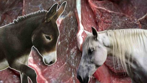 Bakanlık illeri açıkladı: At ve eşek eti satışında zirvedeler