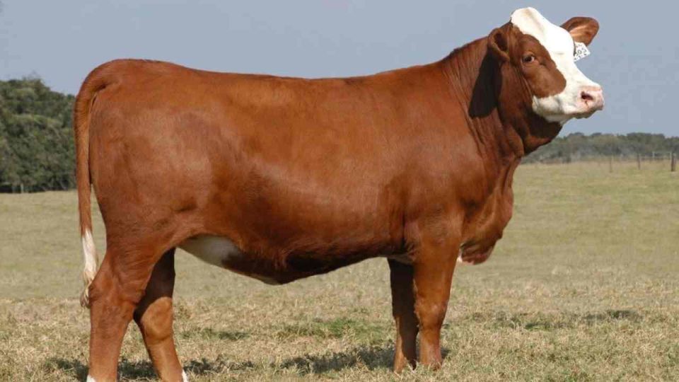 Kırsalda bereket hayvancılığa destek projesinde son başvuru tarihi belli oldu