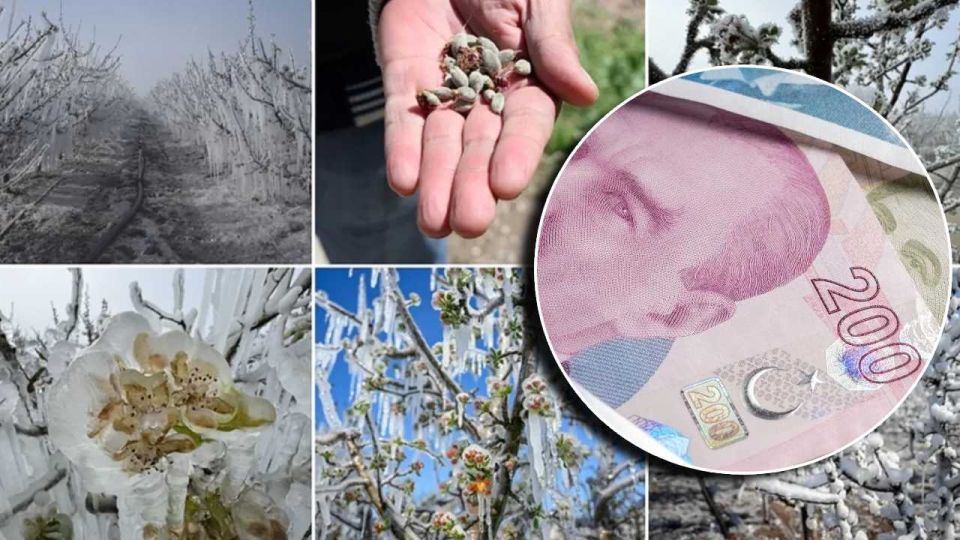 Üreticiye zirai don tazminatı! Hangi meyveye ne kadar ödeneceği belli oldu