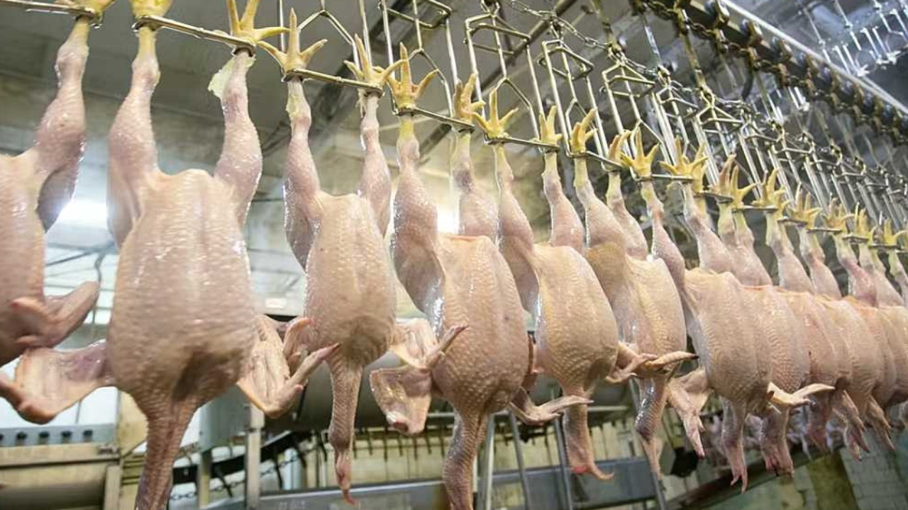 Türkiye’nin önde gelen beyaz et üreticisinin ‘Annemin Köftesi Piliç Kasap