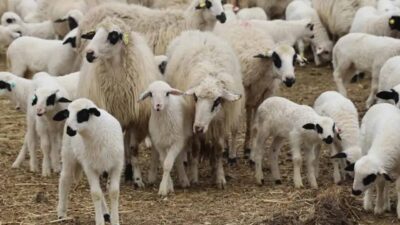 Tarım İşletmeleri Genel Müdürlüğü (TİGEM), küçükbaş hayvan satışı uzun süredir