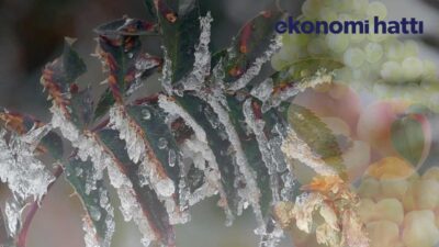 Zirai don can acıttı. Türkiye'nin doğusundan batısına, kuzeyinden güneyine kadar